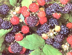 Cooking With Antioxidant-Rich Raspberries Image